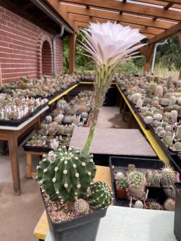Echinopsis Hybr. rosa